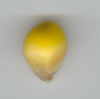 wc1 standard yellow kernel