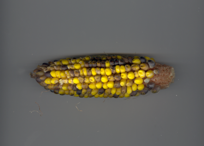 Spotted Corn Cob