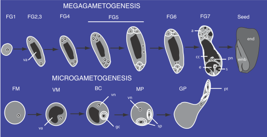 Metagenesis Picture